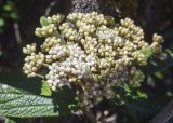 Viburnum rhytidophyllum. Соцветие с цветками и бутонами. Испания, Каталония, пров. Барселона, комарка Осона, муниципалитет Виланова-де-Сау, водохранилище Сау, озеленение парковочной площадки. 14.04.2026.
