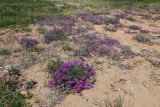 Oxytropis hailarensis. Заросли цветущих растений. Приморский край, Ханкайский р-н, окр. с. Троицкое, берег оз. Ханка, на песках. 25.05.2026.