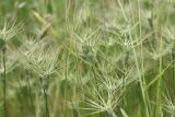 Aegilops geniculata. Верхушки побегов с соцветиями. Крым, Севастополь, Байдарская дол., луг. 12.06.2026.