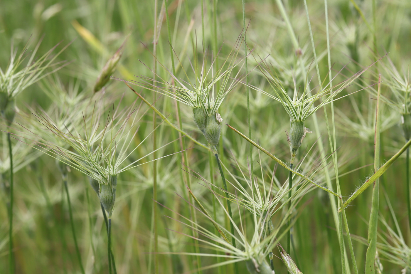 Image of Aegilops geniculata specimen.