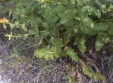 Verbascum sinuatum