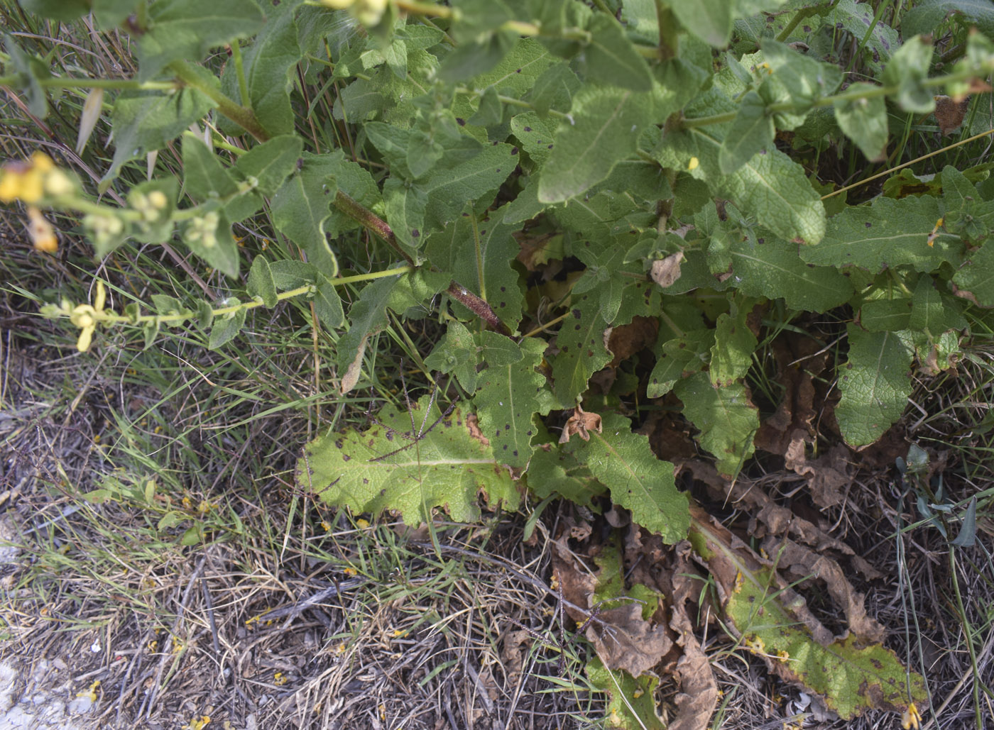 Изображение особи Verbascum sinuatum.
