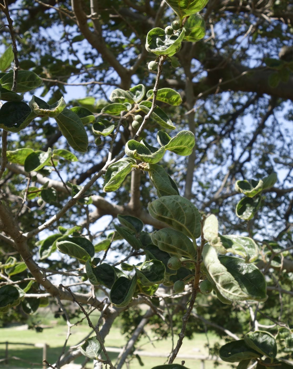 Image of Vangueria infausta specimen.