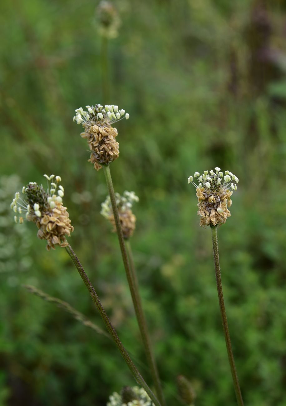 Image of Plantago lanceolata specimen.