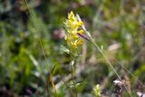 род Rhinanthus