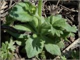 Draba nemorosa. Основание растения с прикорневыми листьями. Чувашия, окр. г. Шумерля, Подвенец, восточный склон оврага. 7 мая 2011 г.