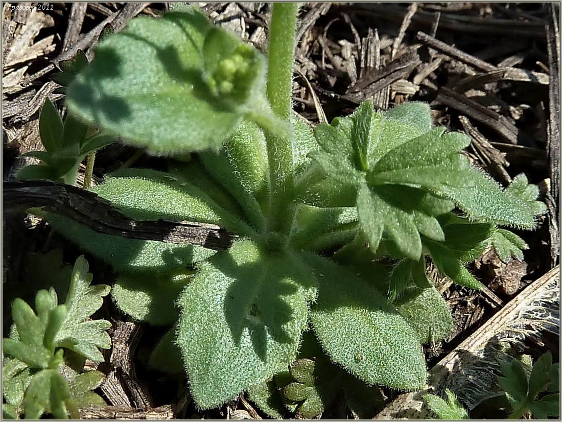 Image of Draba nemorosa specimen.