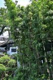 Phyllostachys pubescens. Вегетирующие растения. Китай, г. Шанхай, в культуре. 25.05.2025.