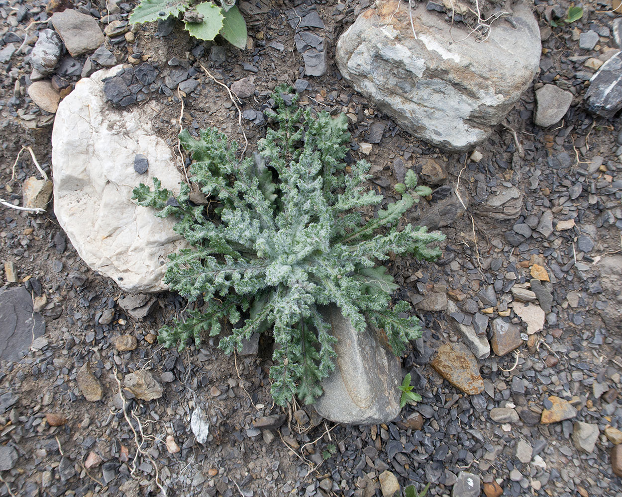 Image of Unknown species specimen.