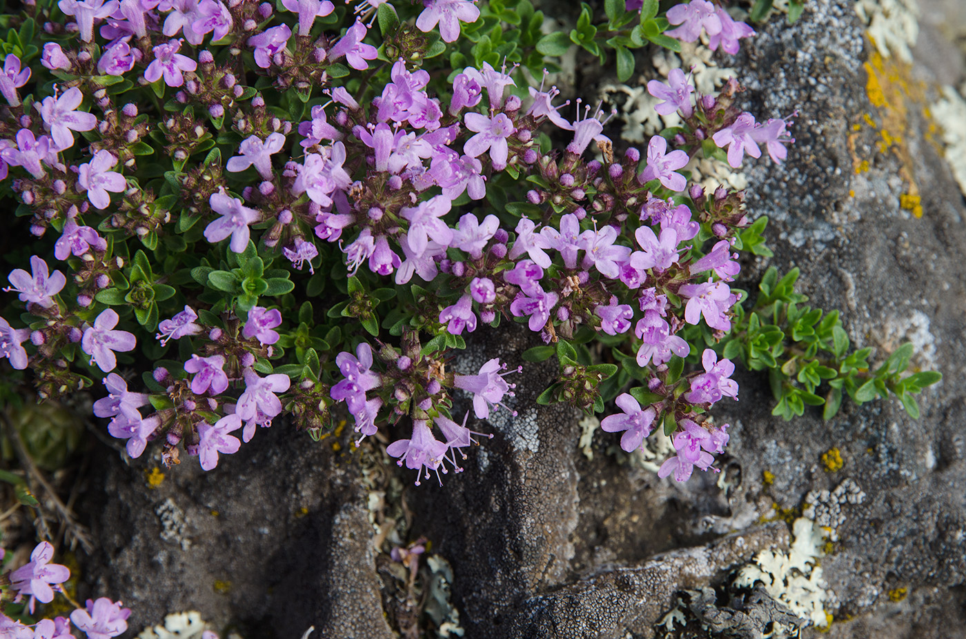 Изображение особи род Thymus.