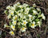 Primula vulgaris. Цветущее растение. Крым, гора Чатыр-Даг (верхнее плато). 01.05.2011.