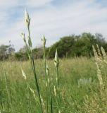 Dianthus elongatus. Верхушки побегов с бутонами. Север Краснодарского края, остепнённый склон над р. Эльбузд. 29.05.2011.