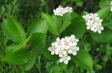 × Sorbaronia mitschurinii