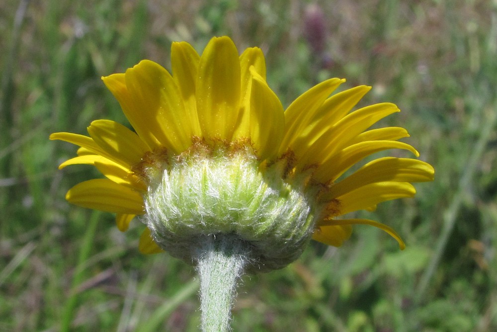 Изображение особи Anthemis tinctoria.