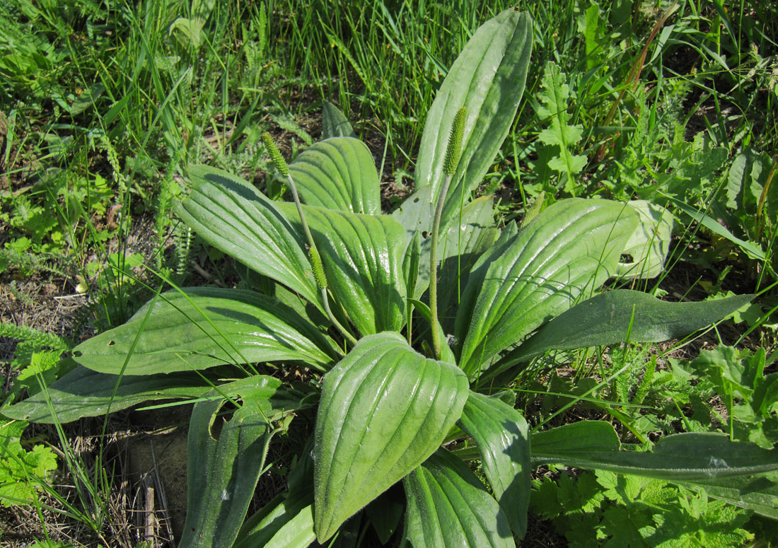 Изображение особи Plantago urvillei.