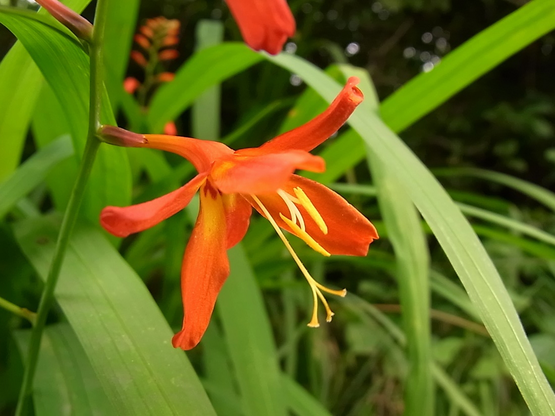 Изображение особи Crocosmia &times; crocosmiiflora.