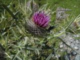 Cirsium eriophorum