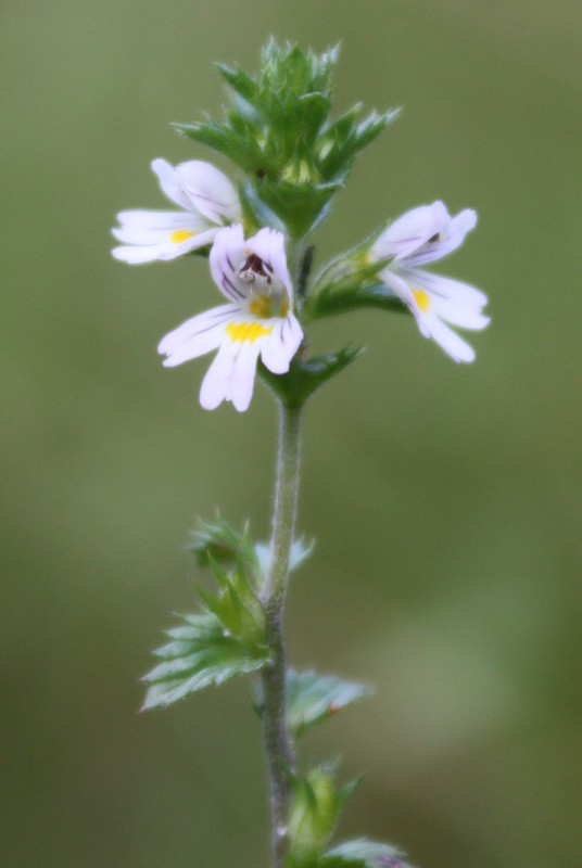 Изображение особи род Euphrasia.
