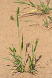 Setaria viridis