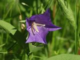 Campanula persicifolia