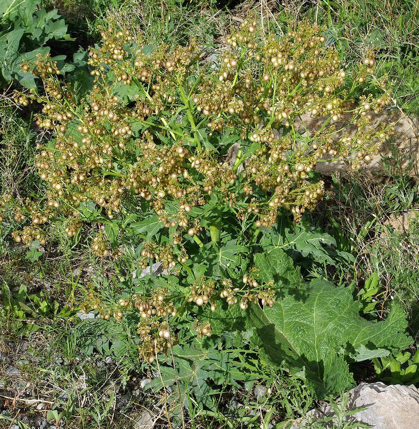 Изображение особи Megacarpaea orbiculata.