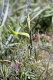 Astragalus viridiflorus. Верхушка расцветающего растения. Таджикистан, западный водораздел бассейна реки Лучоб южнее кишлака Касаторош. 21.04.2011.