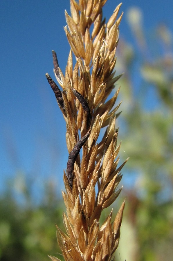 Image of Calamagrostis neglecta specimen.