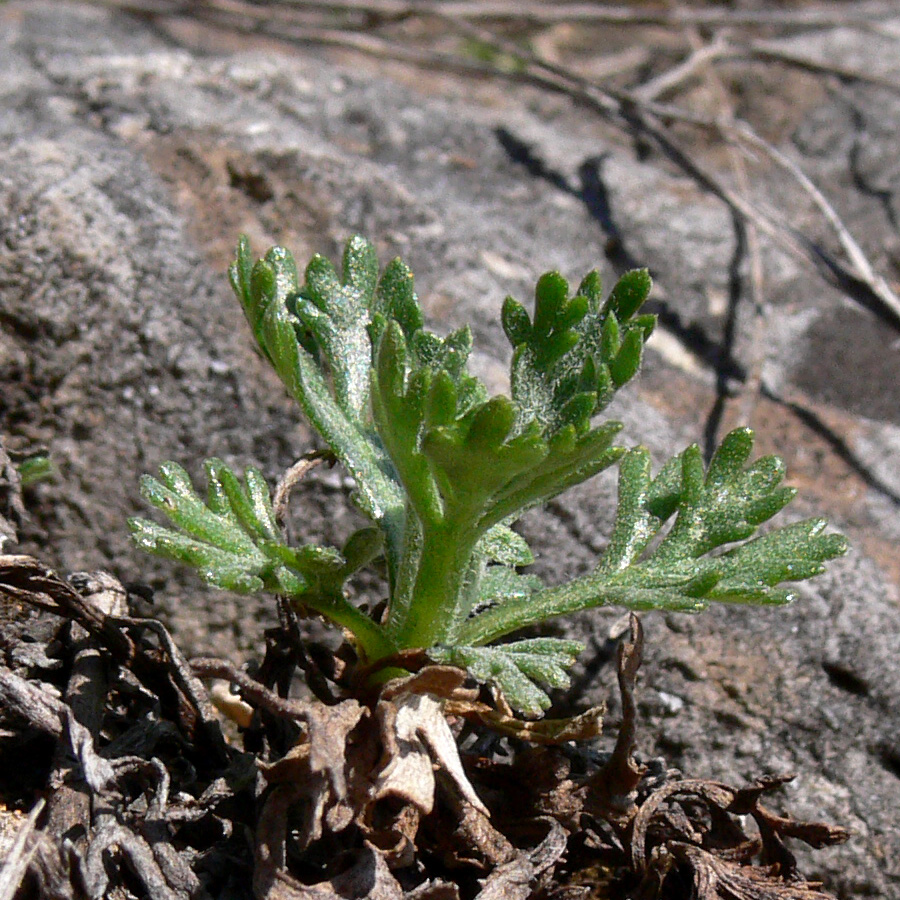 Изображение особи Chrysanthemum zawadskii.