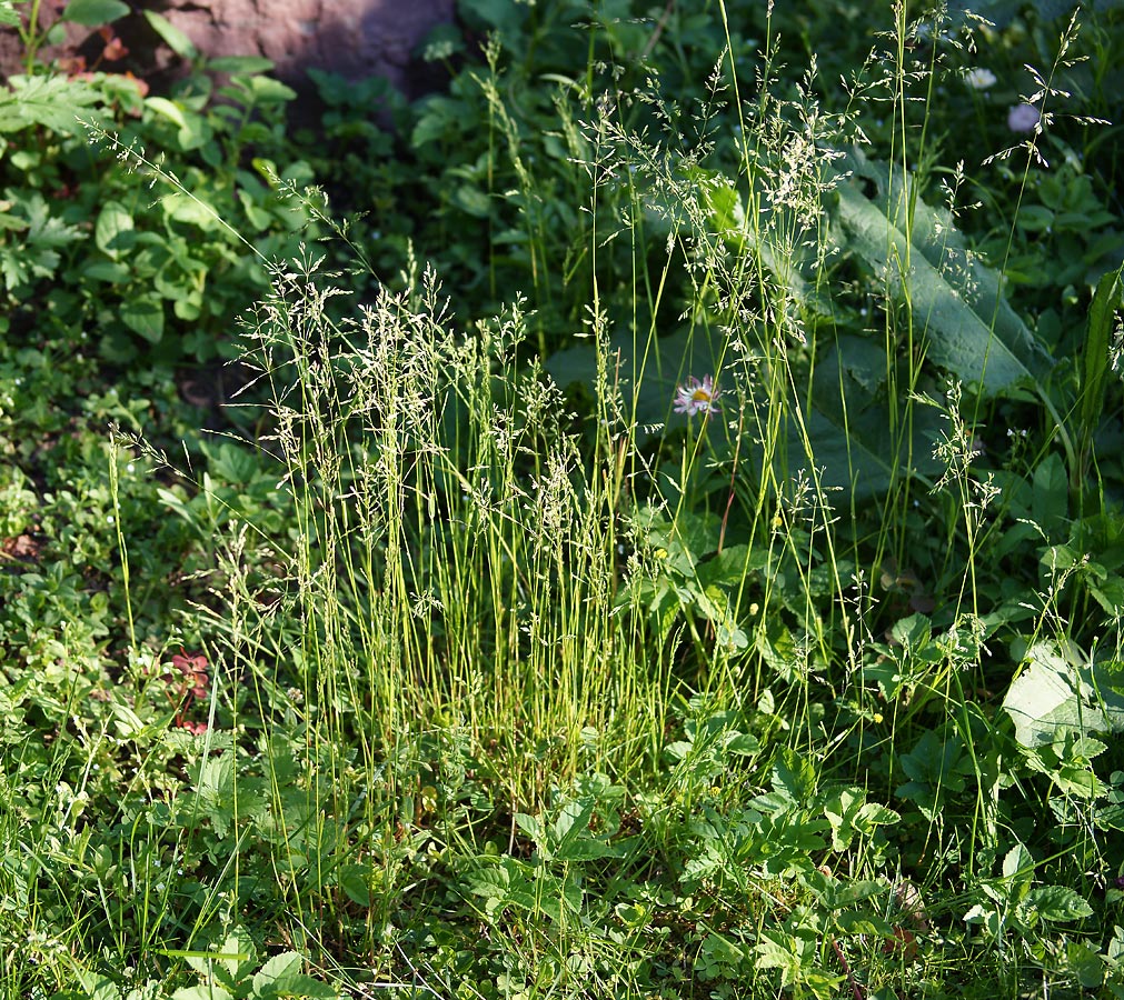 Image of Poa trivialis specimen.