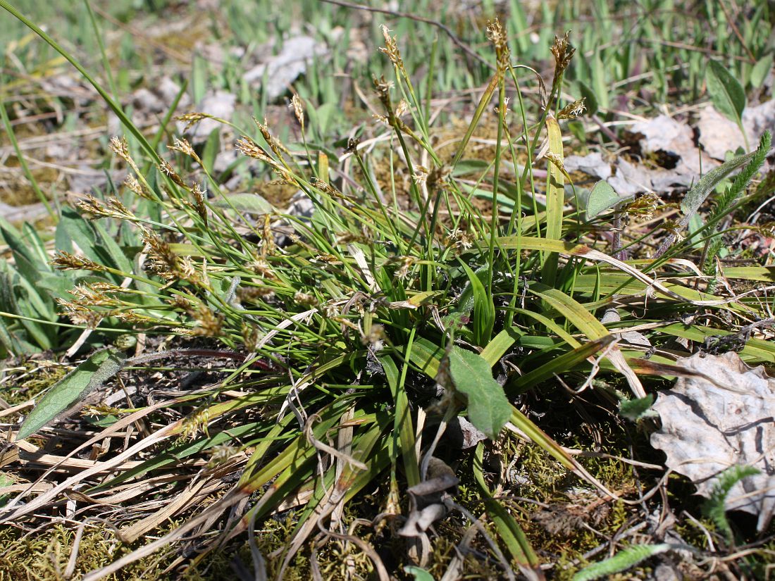 Изображение особи Carex ornithopoda.