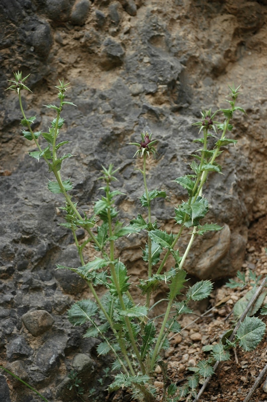 Изображение особи Cousinia knorringiae.