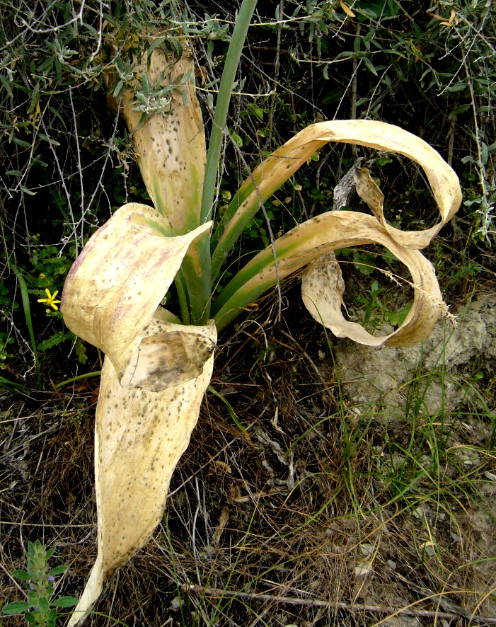 Изображение особи Allium giganteum.