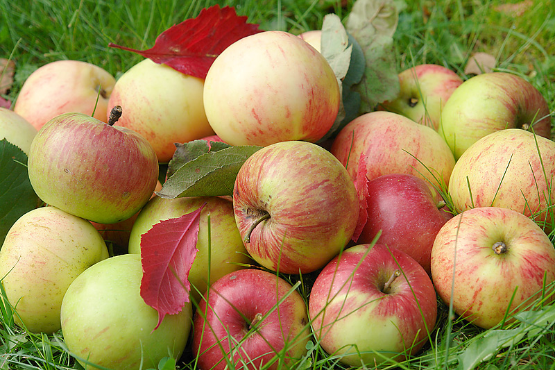 Изображение особи Malus domestica.