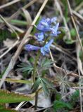 genus Corydalis