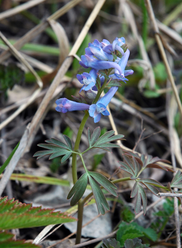 Изображение особи род Corydalis.