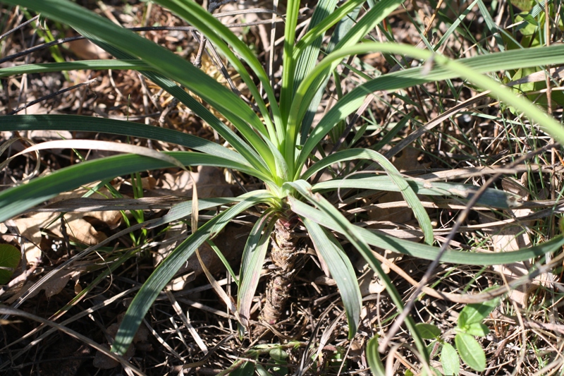 Image of Bupleurum woronowii specimen.