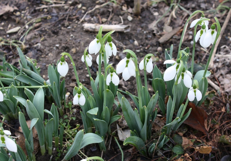 Изображение особи Galanthus graecus.