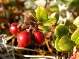 Vaccinium vitis-idaea разновидность minus. Верхушка побега с плодами. Полярный Урал, массив горы Пызанъиз, кустарничковая тундра. 07.08.2011.