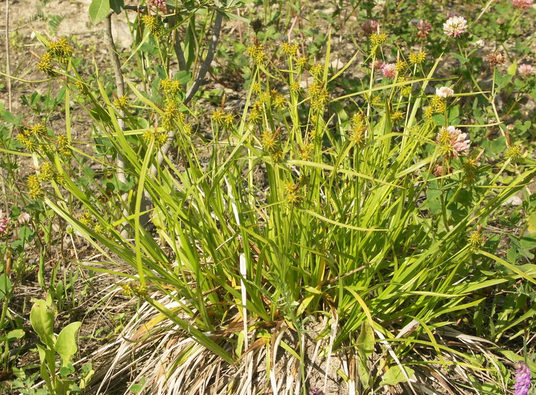 Image of Carex flava specimen.