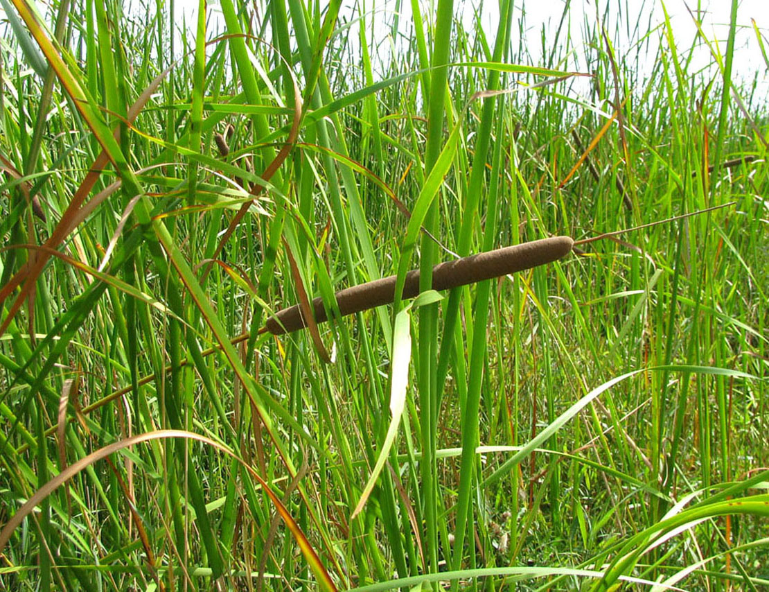 Image of Typha austro-orientalis specimen.