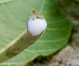 Ficus auriculata. Черенок листа с млечным соком. Израиль, Шарон, г. Герцлия, в культуре. 01.04.2012.