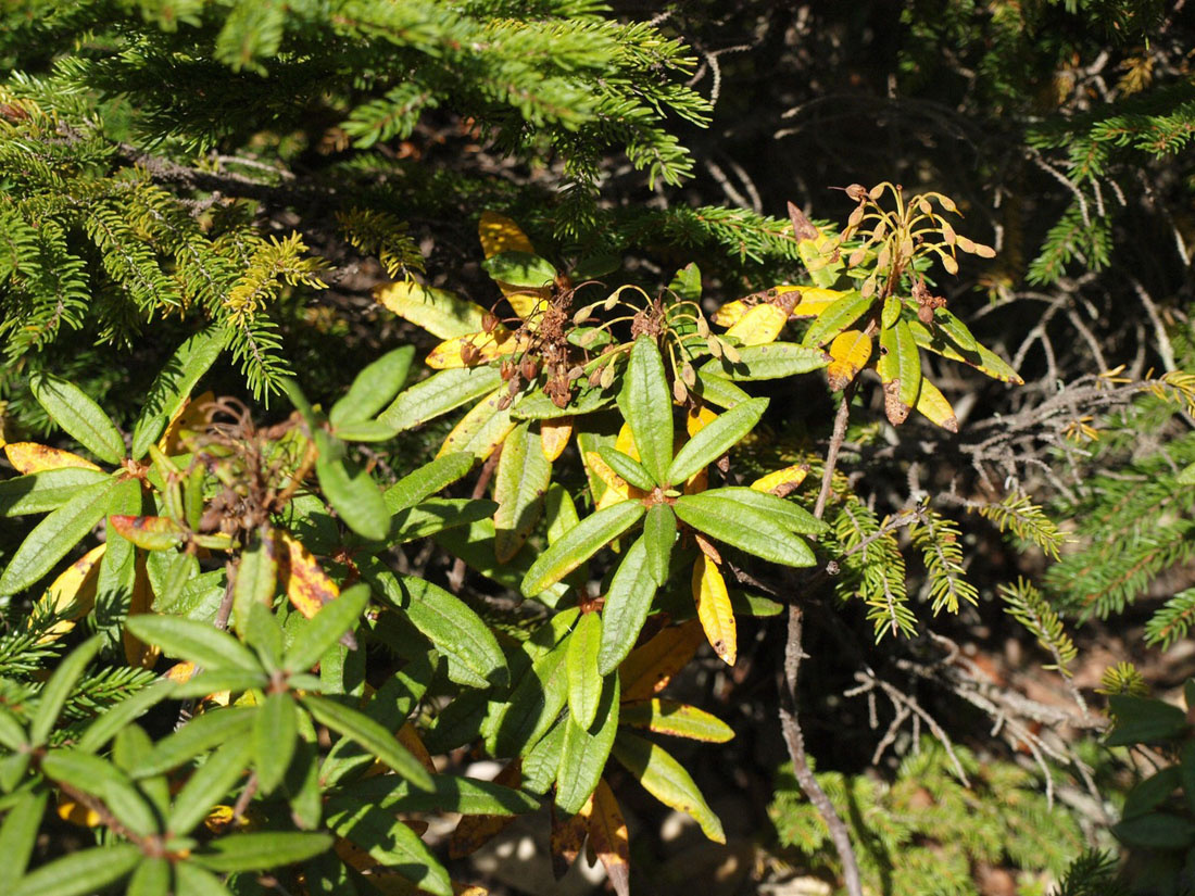 Изображение особи Ledum hypoleucum.