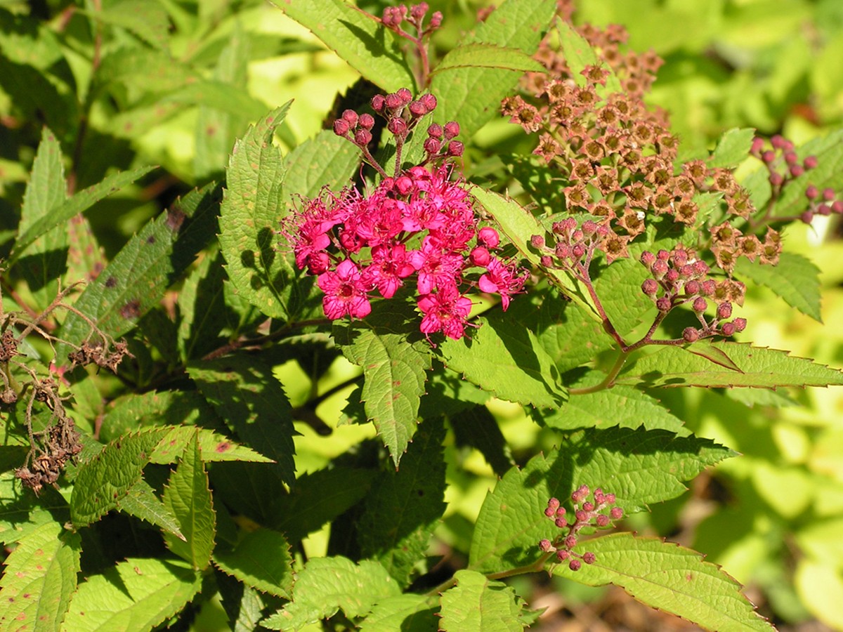 Изображение особи Spiraea japonica.