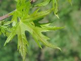 Acer saccharinum