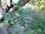 Crataegus aronia