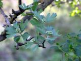 Crataegus aronia. Ветвь с листьями и бутонами. Израиль, горы Гильбоа. 26.03.