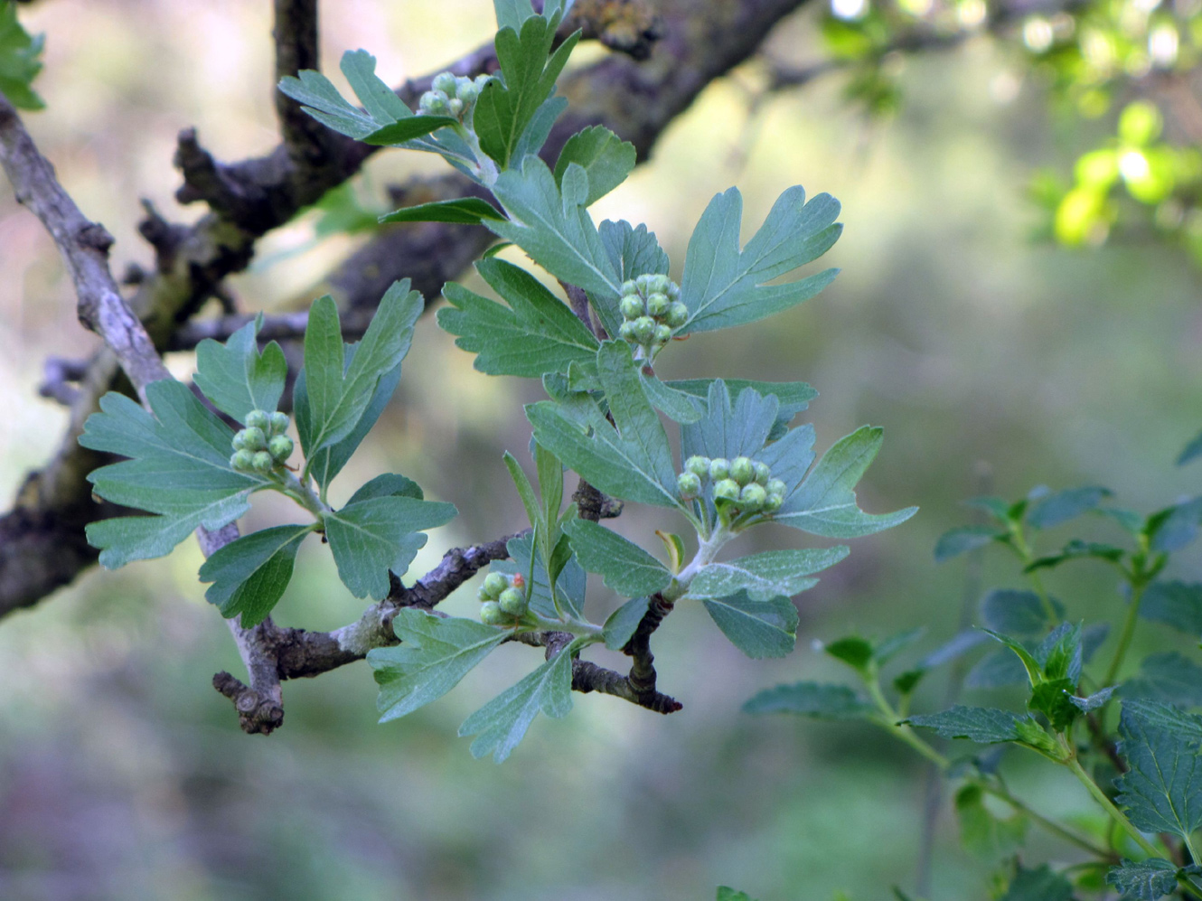 Изображение особи Crataegus aronia.