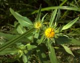 Inula britannica. Верхушка растения с нераскрывшимися корзинками. Курская обл., Железногорский р-н, ж. д. в окр. ст. Мицень. 22 июля 2007 г.