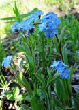 Myosotis imitata