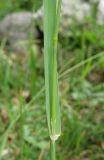 Dactylis glomerata. Часть стебля и основание листа. Крым, южный берег, окр. Мисхора, сосновый лес. 28 мая 2012 г.